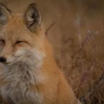 九鼎国际娱乐的安全保障与用户体验:让您放心畅玩 q98gc